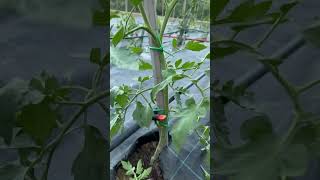 pruning in tomato agricarepoint farmingagriculture agri agribusiness farmer indiafeedshorts [upl. by Konstantine619]