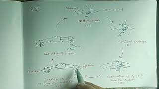 GPCR Adenylate Cyclase  cAMP Pathway [upl. by Amity872]