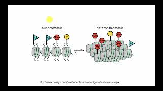 6 Histone modification [upl. by Anirbys]