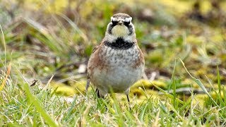 American Horned Lark at Staines Reservoirs 280118 [upl. by Nimaynib]