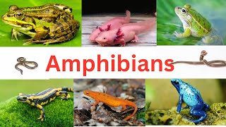 Amphibians FrogsToads Caecilians amp Salamanders  Amphibians for kids  Amphibians facts [upl. by Atiuqam]