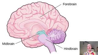 3 major brain areas VCE Psychology [upl. by Ynolem]