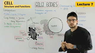 Golgi apparatus  structure and function of golgi body  Video 7 [upl. by Keli]