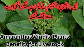 Amaranthus Viridis plant Health Benefits for Dairy Cattle and Human Chulai Saag [upl. by Ramad101]