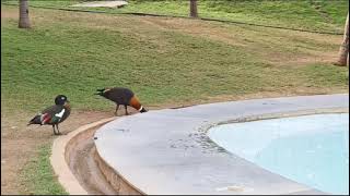 Duck  Chilean Flamingo  African Crowned Crane [upl. by Latsirhc990]