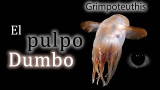 Animales raros El Grimpoteuthis o quotPulpo Dumboquot [upl. by Michaelina158]