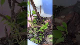 Green anoles eating part 1 [upl. by Ahsoem]