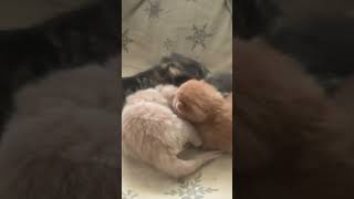 Mega epic wrestling fight between the newborns 24hrs old [upl. by Anirahs700]