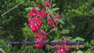 Ribes sanguineum Pursh King Edward VII [upl. by Sawyere723]