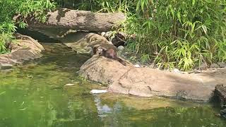 beaver beavers  London londonzoo zoo regentspark summer 2024 [upl. by Nnaitak]