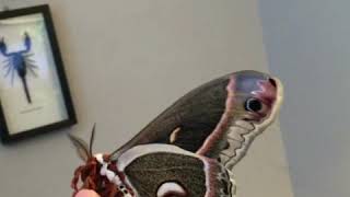 Hyalophora cecropia hyalophoracecropia moth [upl. by Aloysius]