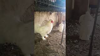 silky Kozhi vs gaditano pouter  സിൽകി കോഴി vs gaditano pouter pigeon  പ്രാവ് vs കോഴി [upl. by Yllib]