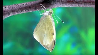 Pieris brassicae  Bielinek kapustnik Grosser Kohlweissling [upl. by Aninep]