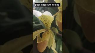 Paphiopedilum insigne rare orchid saveorchid [upl. by Adnala]