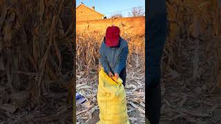 My wife is really amazing She can tie the corn bag with two corns The wisdom of the working pe [upl. by Aikrahs]