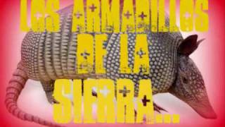 los armadillos de la sierra ♣♣ Enrique galarza♣♣ [upl. by Vyky573]