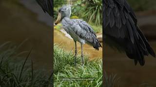 quotSHOEBILLquot death ☠️ machine scienceshorts facts shoebill [upl. by Puto13]