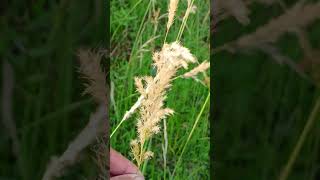 Achnatherum calamagrostis [upl. by Evars53]