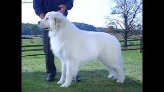 Great Pyrenees [upl. by Annmaria772]