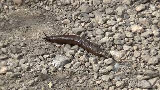 Slug UK Wildlife [upl. by Honorine]