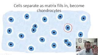 HSCI 4590 HistologyChondrogenesis [upl. by Krisha]