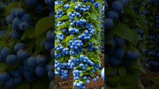 quotFrom Farm to Table The Journey of Fresh Blueberriesquot 7 fruit garden blueberry usa california [upl. by Anuaik]