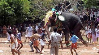 warga histeris diresang gajah liar yg mengamuk merusak kendaraan [upl. by Hseyaj560]