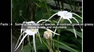 Hymenocallis Top 7 Facts [upl. by Rihat915]