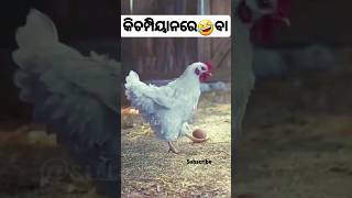 Hen Playing With Egg 😆🤣  funny shorts tranding  comedy [upl. by Gnouhk]