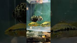 New Fish In collection salvini dwarfgourami fishaquarium shorts [upl. by Readus]