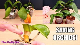 Orchid Care for Beginners  How to save sick rootless Phalaenopsis Orchids  Before amp After [upl. by Eisoj]