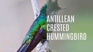 Antillean Crested Hummingbird Orthorhyncus Cristatus [upl. by Nyroc]