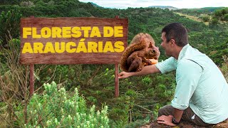 Floresta de Araucárias  Biomas do Brasil  Ep 13 [upl. by Higgs868]