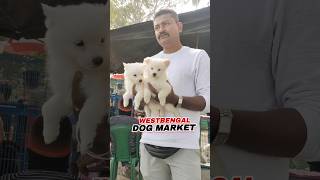 German Spitz  Dog puppy market India  puppy price shorts puppy mini vlog [upl. by Amary]