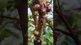 Jaboticaba plant Red hybridAamis Fruits Garden Specialtrending fruitgardenjaboticaba [upl. by Trimmer]