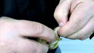 How to Eat a Whelk [upl. by Maibach]