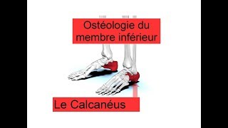 Le calcanéus  Anatomie descriptive  Ostéologie du membre inférieur [upl. by Lenna]