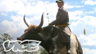 Racing Giant Yaks in Mongolia [upl. by Gipsy]