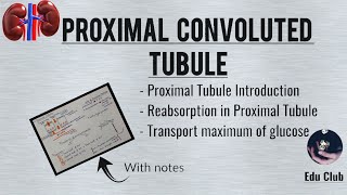 Proximal Convoluted Tubule  Tubular Reabsorption  Transport Maximum for Glucose  Renal Physio [upl. by Nerfe357]