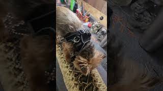 This size Diamondback could take a small dog out Brodiewayne no animal was hurt in this video [upl. by Maples]