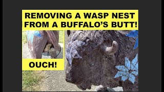 REMOVING WASP NEST FROM A BUFFALOS BUTT Poor Buffalo Had European Paper Wasps On His Privates [upl. by Nnairb]