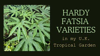 Fatsia varieties in my UK tropical style garden A few things you may not know [upl. by Garling76]