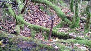 A red flankedbluetail [upl. by Nayk]