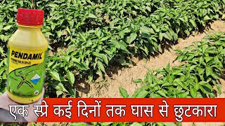 Pentamil  Pendimethalin 30ec  Herbicide  खरपतवार नाशक  Praveen Thakur [upl. by Jar]