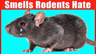 12 Smells that Mice and Rats Hate 1 is Unbelievable [upl. by Maurizia]