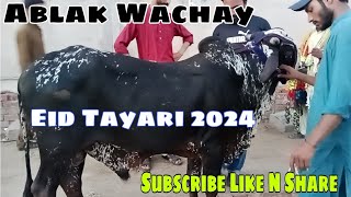 Bakra eid 2024 ke heavy janwar dekhne agae 😍🐂 Mazay Mazay Mazay [upl. by Avert]