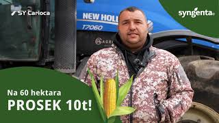 Syngenta Carioca  hibrid za stabilan i visok rod [upl. by Ittocs]