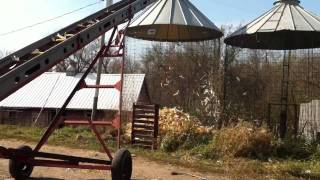 Unloading ear corn [upl. by Eelreveb]