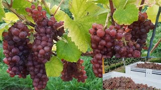 Harvesting grapes  Pinot gris [upl. by Aglo]