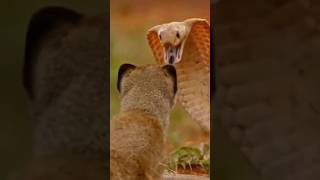 interesting facts about mongoose  mongoose facts mongoose shorts [upl. by Ozne989]